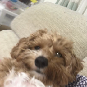 今日も歌いましょうねの画像