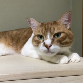 めめちゃんのボヤキ。ロロちゃん編。の画像