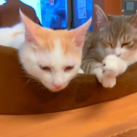 猫カフェムービーNo.80  バロンの画像