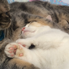 エアーフミフミの画像