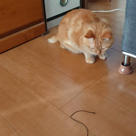 おはよーごじゃいましゅにゃの画像