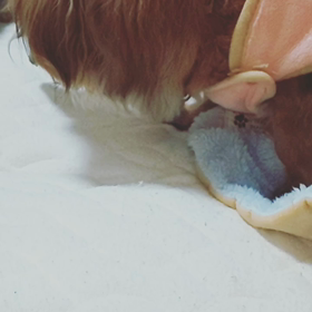 おやみなさいの画像