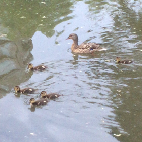 中島公園のカモの親子の画像