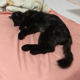 〜9/7、2回目の動物病院へ行くまで。の画像