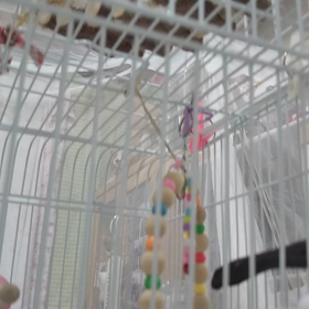 今日のくるみの画像