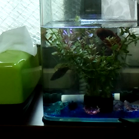 暑いけどの画像