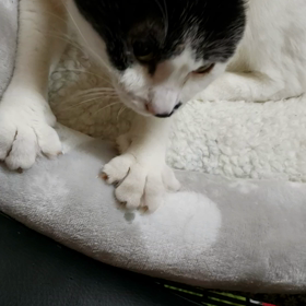 右前十字靭帯再建　抜釘手術　等々の画像