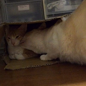 猫さん、動画ですよーの画像