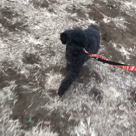 ♪お散歩動画♪代々木公園♪の画像