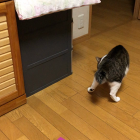 寂しい？父の日。嫁として…。保護猫デールの動画、メルペイポイント還元成立。の画像