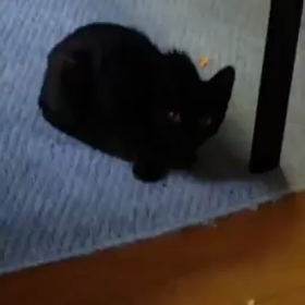 黒い天使の画像