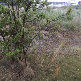 ポップコーンではない。の画像