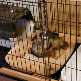 マイナポイントの画像