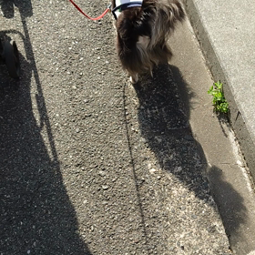 賢太郎くんの　おちりフリフリ歩きの 画像