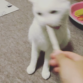 らっちゃんの画像