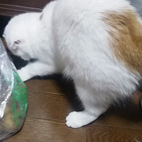 ついにゴキちゃん発見‼の画像