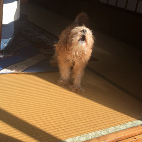 お母さんに吠えるの画像