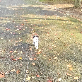 こだわりの画像