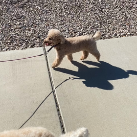 Lexieの散歩 2の画像