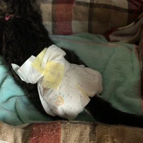 ミィちゃん今日から紙おむつの画像