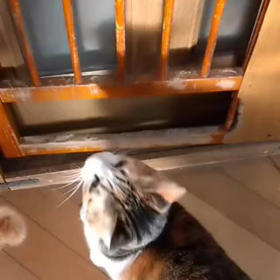 すごくお願いされると・・の画像