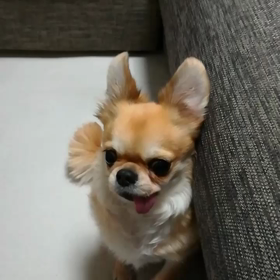 お願いお願い犬の画像