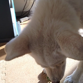 今日のシロくん 2の画像