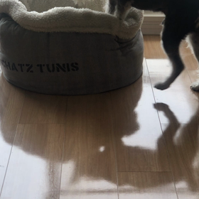 わんダメの使い方の画像