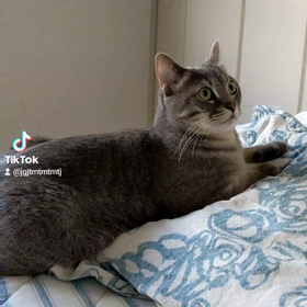 枕を独占。の画像