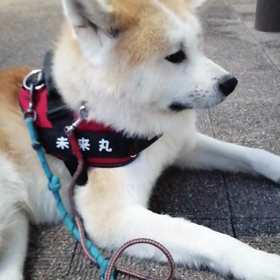 今朝は飼い主の都合で、少し短めの朝散歩。従って途中休憩時間も短め。不満たらたらながら、未来丸素直の画像