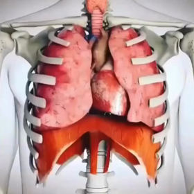 最大腹式呼吸で横隔膜と肋骨の画像