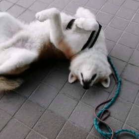 何処でもゴロ寝の未来丸。今朝も匂いかぎ、ゴロ寝を満喫‼️フード拒否気味も継続中ながら楽しい日々のの画像