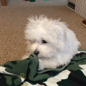 むしゃむしゃアルビンの画像