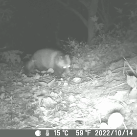 すぎぴたんの事件簿シーズン3　171話（すごい租借音　ŧ‹”ŧ‹”( ‘ч’ )ŧ‹”ŧ‹”）の画像