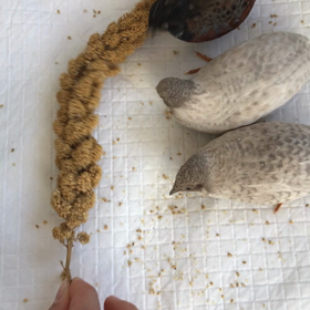 しらたまちゃん、虹の橋を渡るの画像