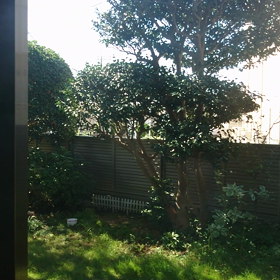 スズメたちのごはん争奪戦の画像