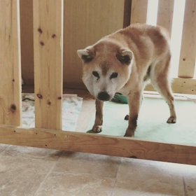 高知県のふうたくんの画像