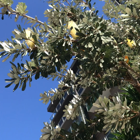 あんた喉痛くない？の画像