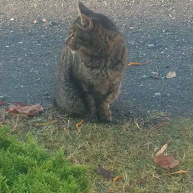トラがヨダレたらたら完全に…の画像