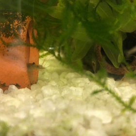 ミナミヌマエビの画像