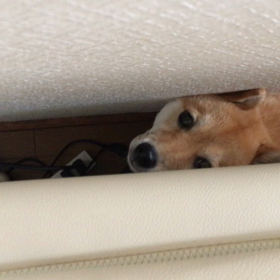 ハーネス嫌いの画像