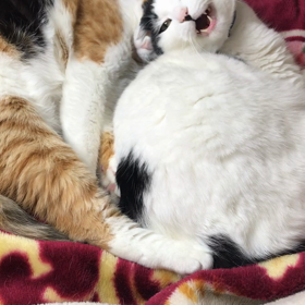 Ｗあくびの画像