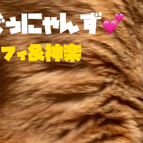 【にゃんず動画】ぐぅぐぅにゃんずの画像