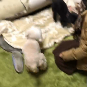 ビション プリッツ(((o(*ﾟ▽ﾟ*)o)))♡の画像