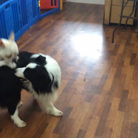 こたろう君登場^_^ 早速・・・の画像