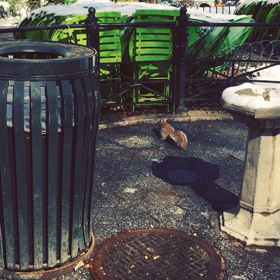 リスさんに会えました。の画像