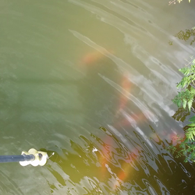 鯉を見に来た訳じゃないけどwの画像