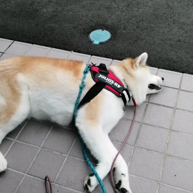 昨日は1カ月ぶりのシャンプー、トリマーさんほどはうまくはないが、シャンプー後は、しっかり乾燥ブラの画像