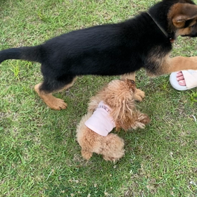 ティナザウルスの画像