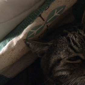 家貓耳邊呼嚕嚕太吵！無法入睡！！！の画像